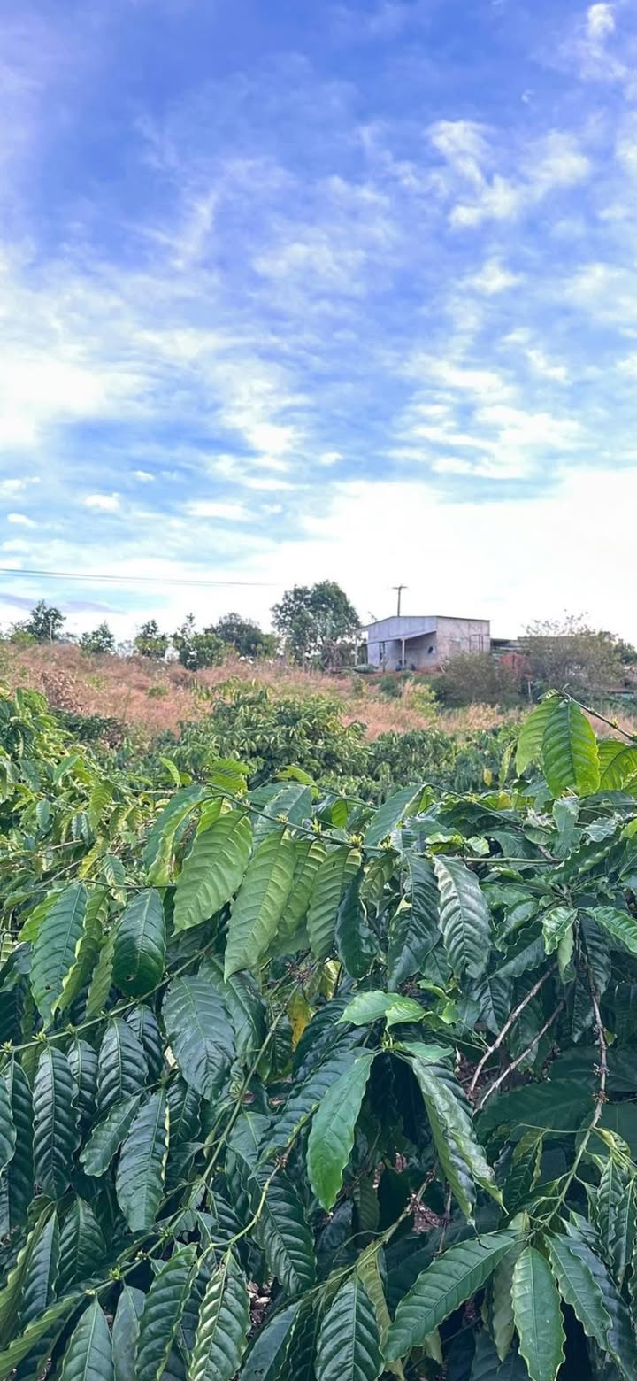 Đất Rẫy 1ha Giá 159 triệu/sào - Cơ Hội Đầu Tư Tốt Tại Đắk Lắk!