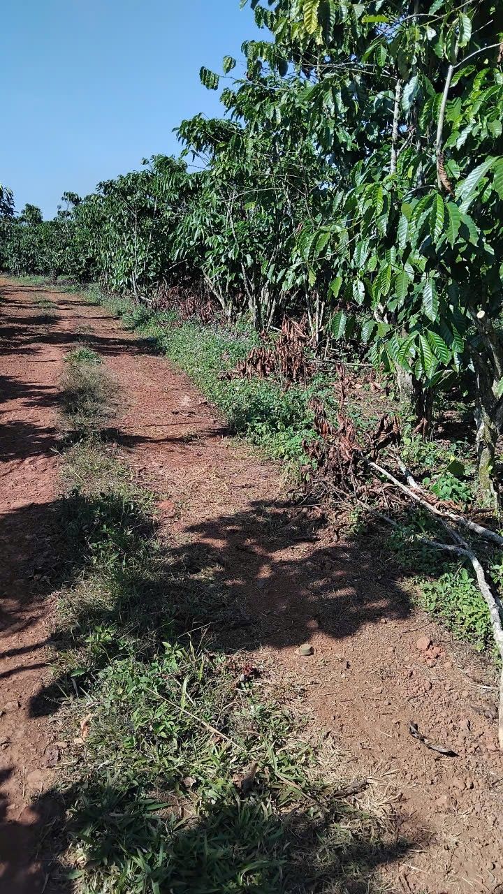 Đất nền Lộc Ngãi 1.9ha giá 330 triệu - Cơ hội đầu tư hấp dẫn!