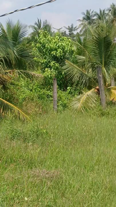 Đất nền Tân Thới, Tân Phú Đông 2000m² giá 1.5 tỷ - Cơ hội đầu tư tuyệt vời!