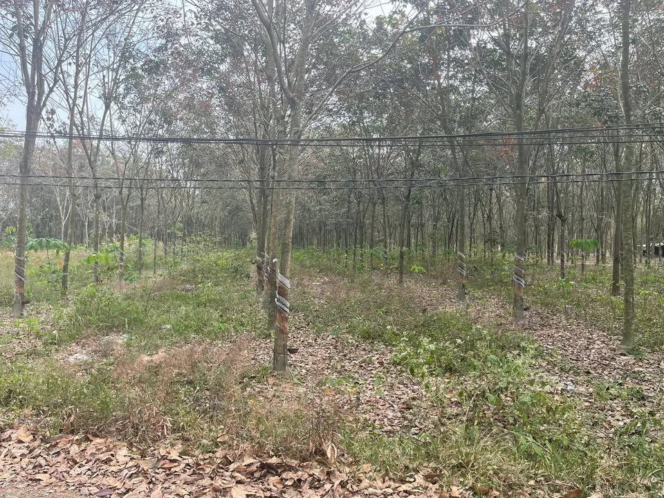 Đất cao su 1ha tại Định Thành, Dầu Tiếng - Mặt tiền đường 20m, cơ hội đầu tư hấp dẫn!