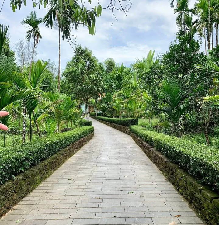 Đất vườn xã Bình Tú, Thăng Bình 1000m² giá chỉ 8xx triệu - Pháp lý rõ ràng, sổ hồng sẵn!