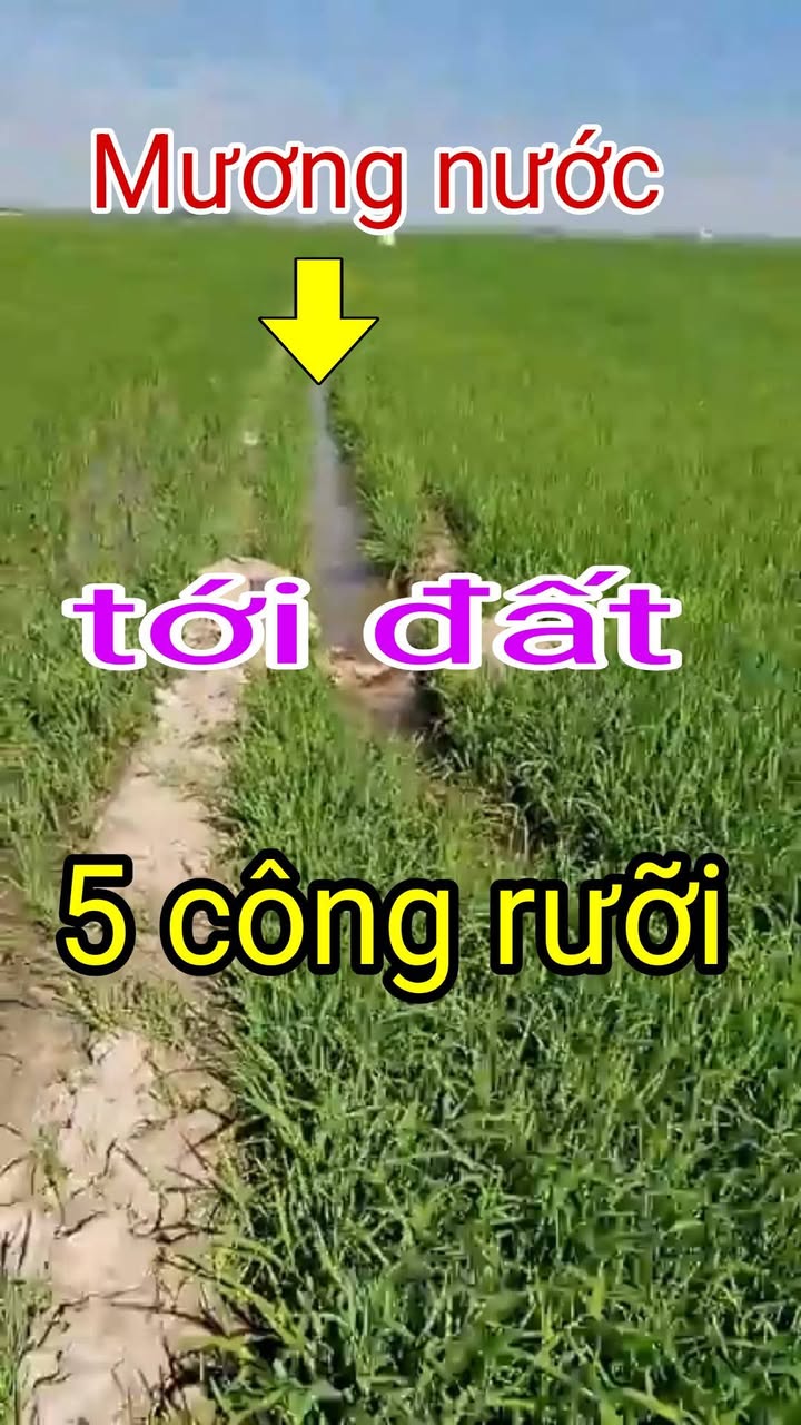 Đất Farm 50.000m² tại Xã Thường Phước 1, Đồng Tháp - Giá chỉ 110 triệu!