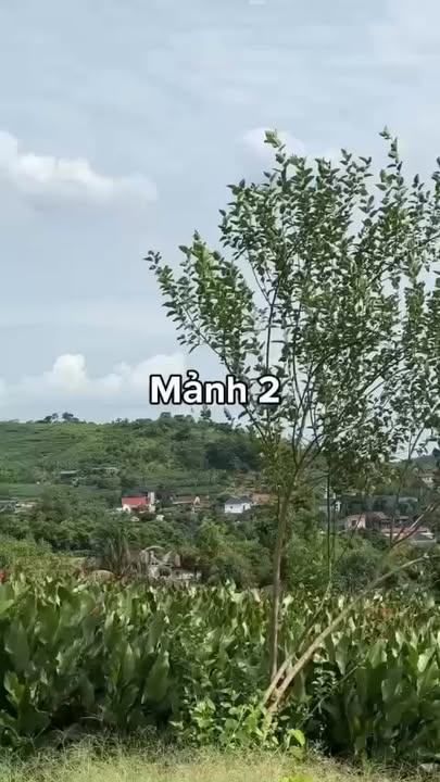 Đất nền xã Ba Vì, Hà Nội 5000m² - View đẹp như Đà Lạt!