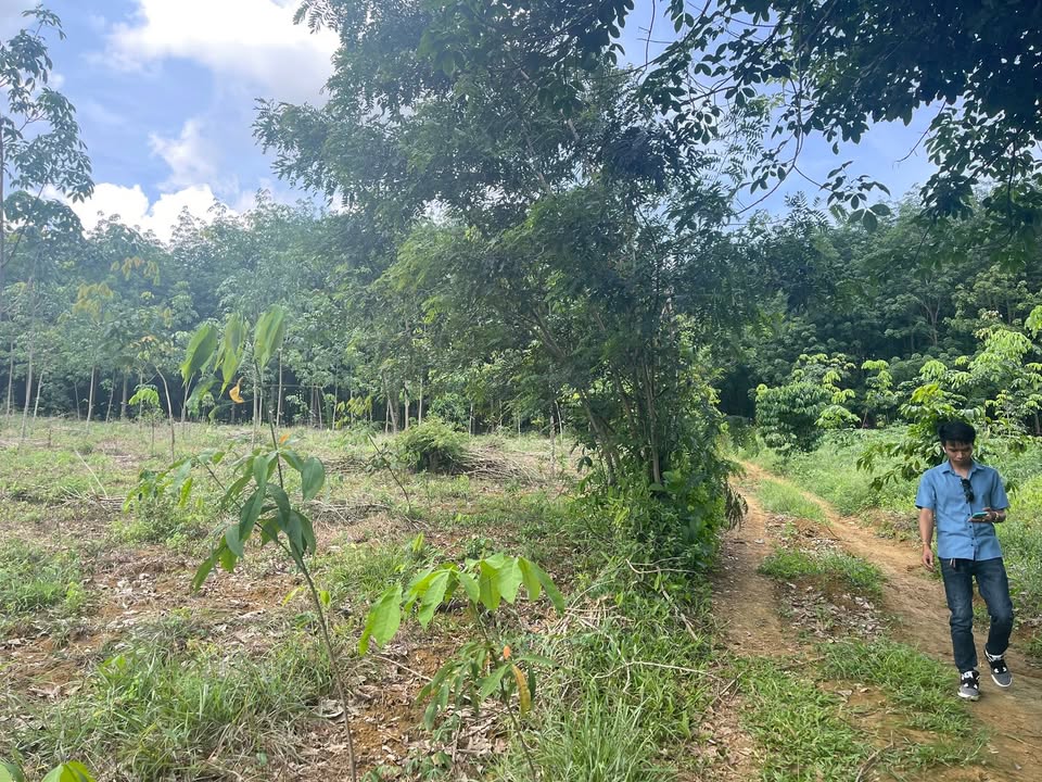 Đất cao su 2800m² tại Xã Ea M’Doal, giá 350 triệu - Cơ hội đầu tư hấp dẫn!