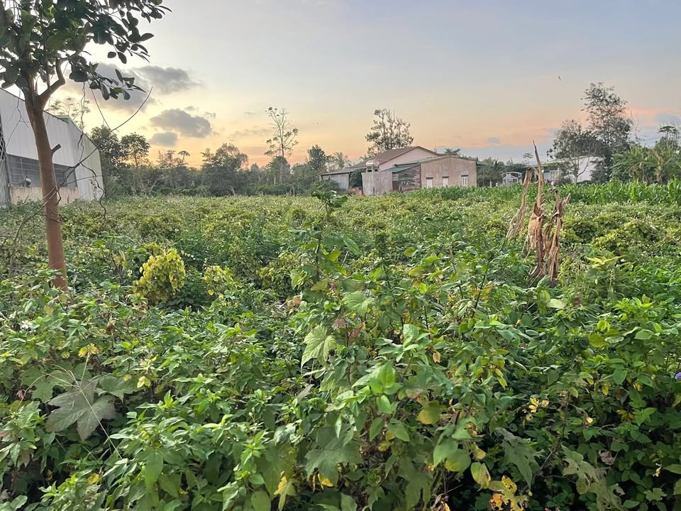 Đất thổ cư 1320m² tại Buôn Cam Rưng, Huyện Đông Hòa - Giá thỏa thuận hấp dẫn!