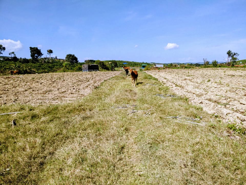 Đất nông nghiệp Phú Ao, Tà Hine, Lâm Đồng 34.000m² giá 8.5 tỷ - Thích hợp đầu tư sinh lời!