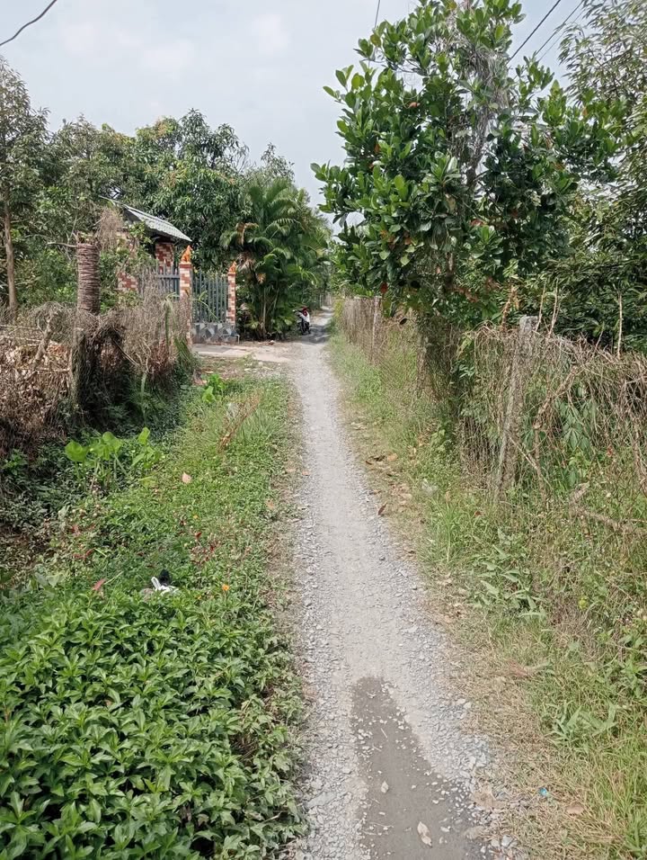 Vườn sầu riêng 2,7 công tại xã Hội Xuân, Cai Lậy - Giá chỉ 2 tỷ thương lượng!