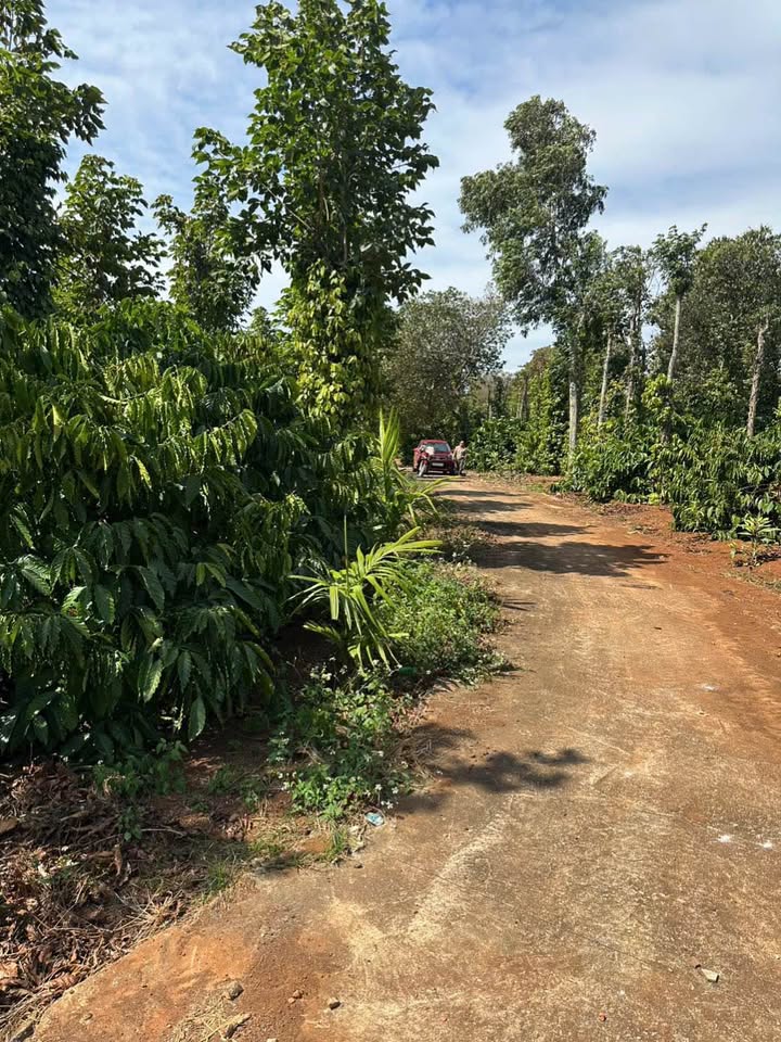 Đất sào tại thôn 3, xã Ea Kao, 10.800m², giá 1.485 tỷ - Cơ hội đầu tư không thể bỏ lỡ!