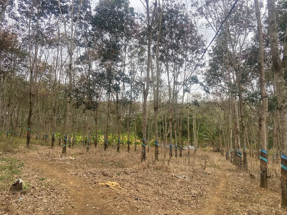 Đất nền 3,4ha Nghĩa Tân cũ giá 12 tỷ - Cơ hội đầu tư hiếm có!