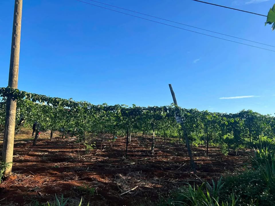 Đất nền VIP Cư Bao Buôn Hồ 1484m² giá 7.42 tỷ - Tiềm năng sinh lời cao!