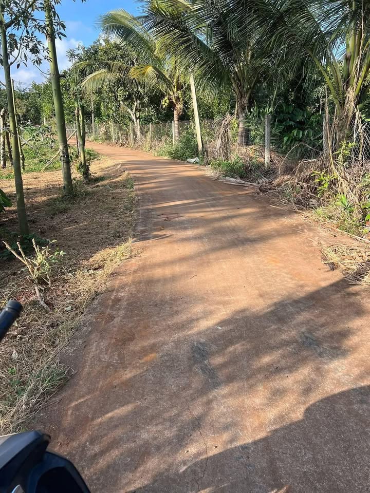 Farm 2,2 sào tại thôn Xuân Tình 3, Đắk Mil giá 1,7 tỷ - Sổ đỏ chính chủ