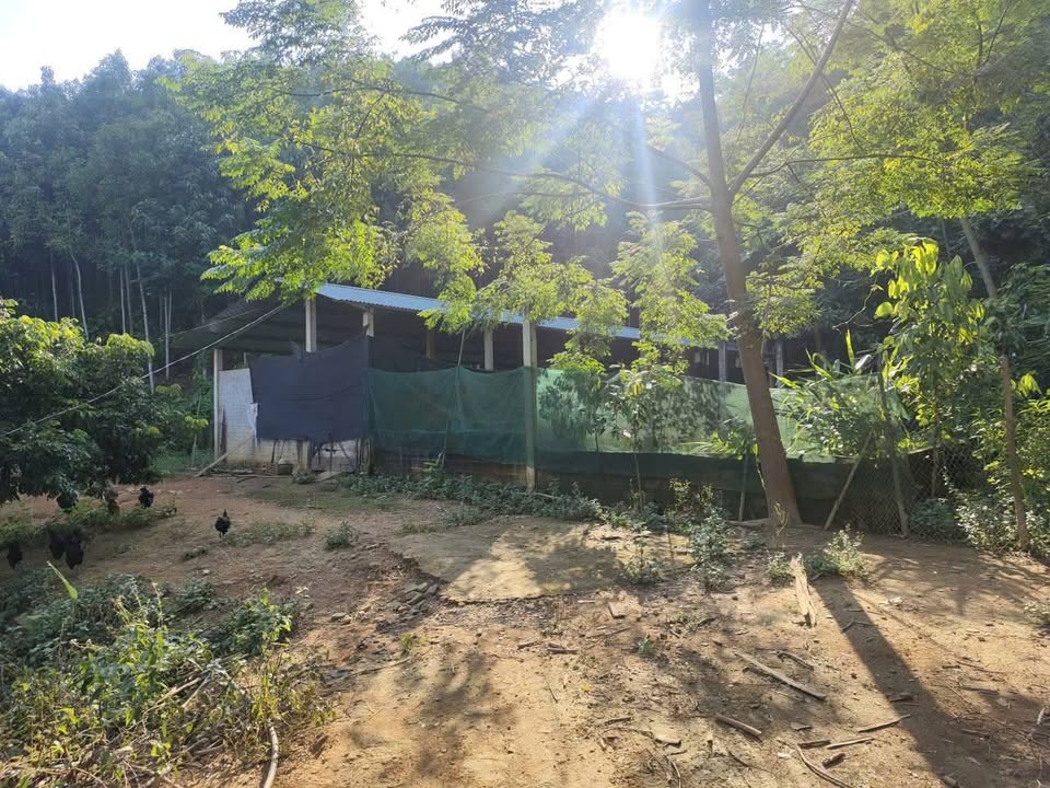 Bán đất trang trại tại Cốc Tủm, Lào Cai 10,625m² - Đầu tư sinh lời lâu dài!