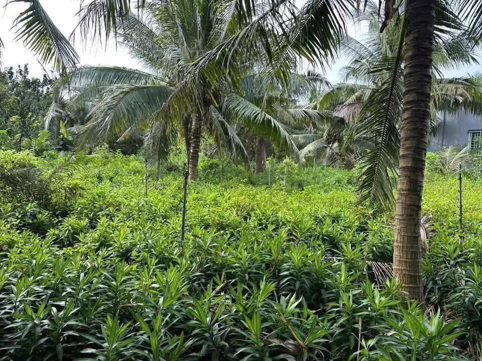 Đất Vĩnh Hòa, Chợ Lách 951m² giá 590 triệu - Đầu tư sinh lời hấp dẫn!