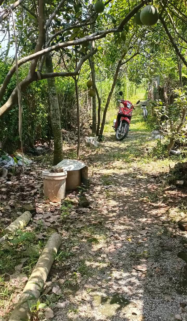 Đất trồng cây lâu năm 2407m² tại Đại Hưng - Giá chỉ 2.1 tỷ VND