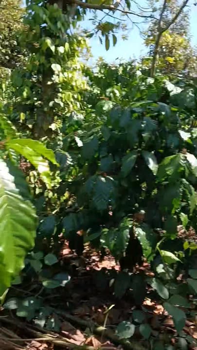 Đất nền 10800m² tại xã Hòa Bắc, huyện Di Linh - Giá chỉ 2.3 tỷ VND!