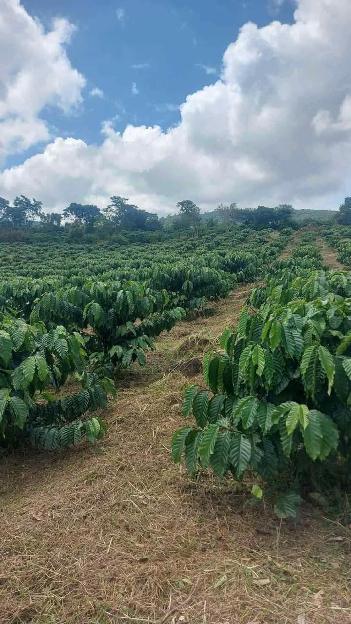 Đất nông nghiệp 1.5ha tại xã Tân Thanh, giá 370 triệu - Cơ hội đầu tư tốt!