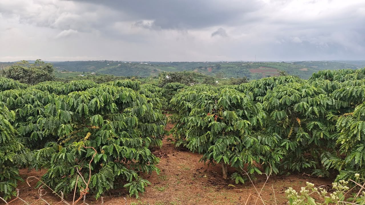 Đất nền 1.6ha tại xã Tân Lạc - Giá chỉ 5.2 tỷ - Đầu tư sinh lời cao!