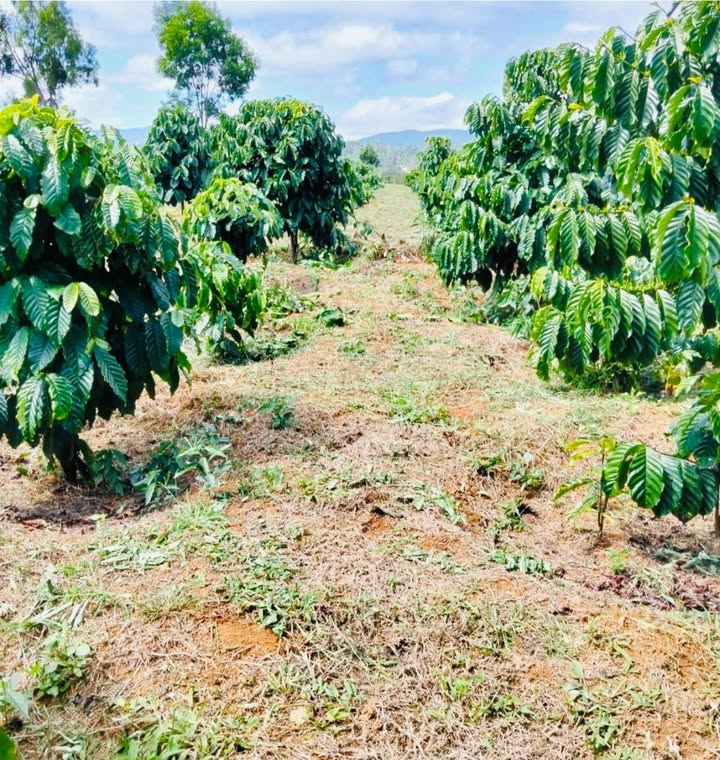 Đất nông nghiệp Bảo Lâm 4360m² giá 1.7 tỷ - Pháp lý đầy đủ, vị trí thuận lợi!