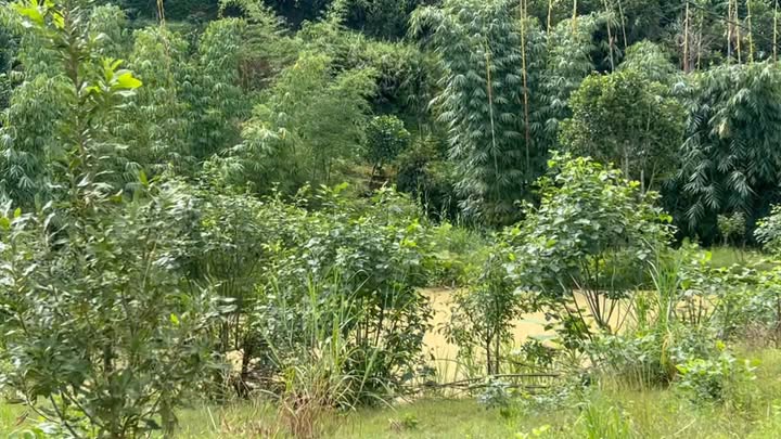 Farm 5.200m² tại Đông Thanh, Lâm Hà - Giá chỉ 5 tỷ, đất trồng sầu riêng, cà phê!