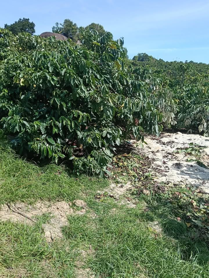 Đất thổ cư 18000m² tại Phúc Hợp, Phúc Thọ - Giá chỉ 1.5 tỷ, cơ hội đầu tư tuyệt vời!