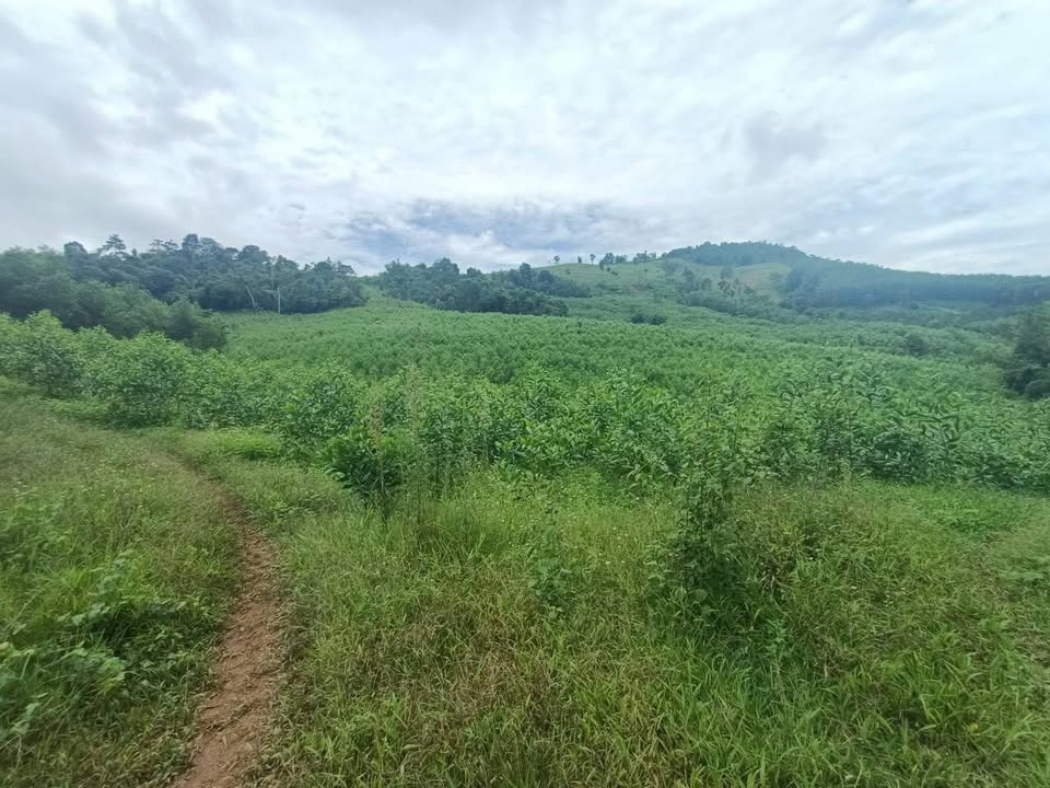 Đất nông nghiệp 6.9ha tại Kim Sơn, Kim Bôi - Giá chỉ 5 tỷ VND