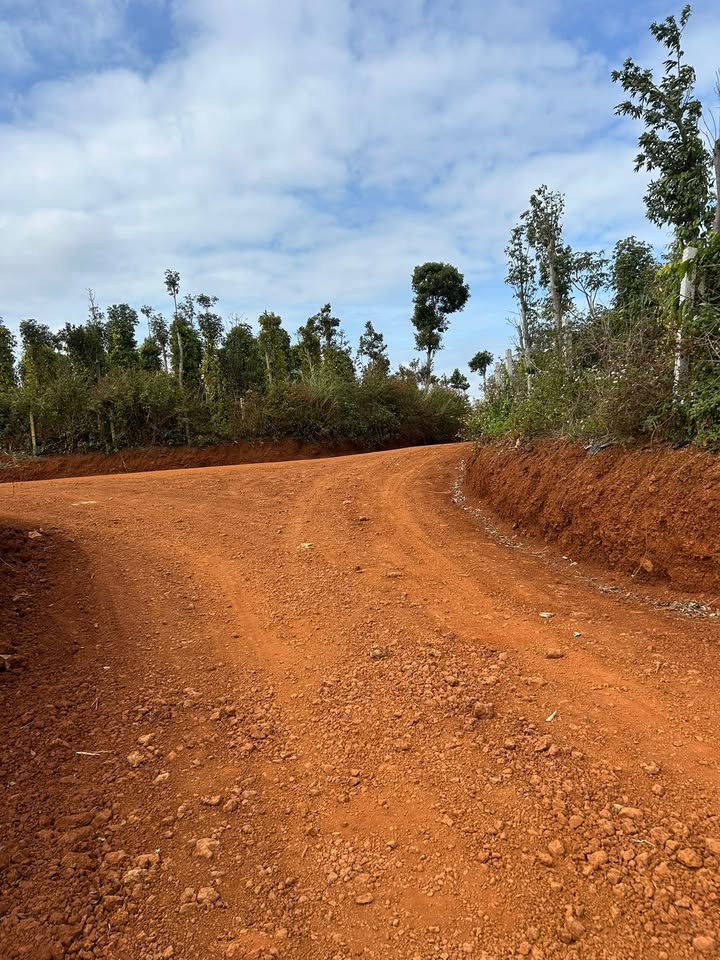 Farm 1ha4 Bàu 2, Đắk Mil giá 4.1 tỷ - Cơ hội đầu tư tuyệt vời!