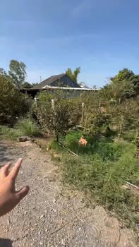 Đất nền Cái Đôi, Chợ Mới 100m² chỉ 230 triệu - Sổ riêng từng nền, xây dựng tự do!