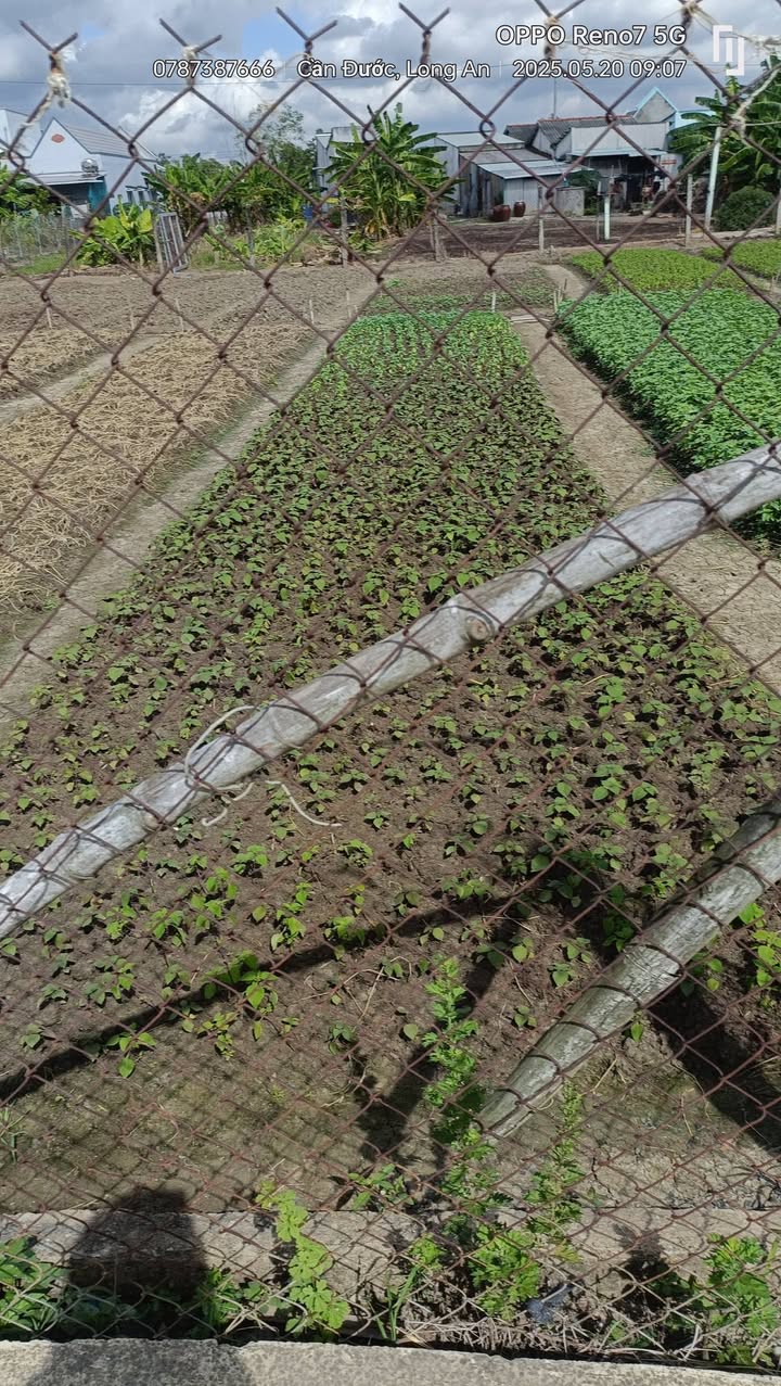 Đất lúa 500m² tại Phước Hòa, Nha Trang - Giá chỉ 1.1 tỷ sổ hồng chính chủ!