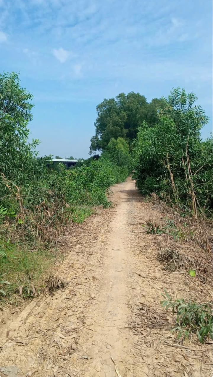 Đất vườn 10.000m² tại xã Thạnh Đông, Tân Châu - Giá chỉ 4 tỷ, hai mặt tiền đường ô tô!