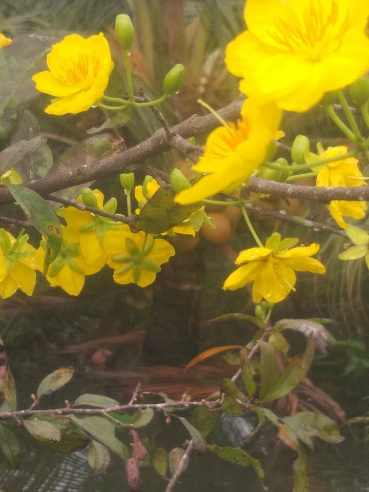 Đất nền phường Tân An, TP Tân An, Long An 5.300m² - Bán gấp, giá thương lượng