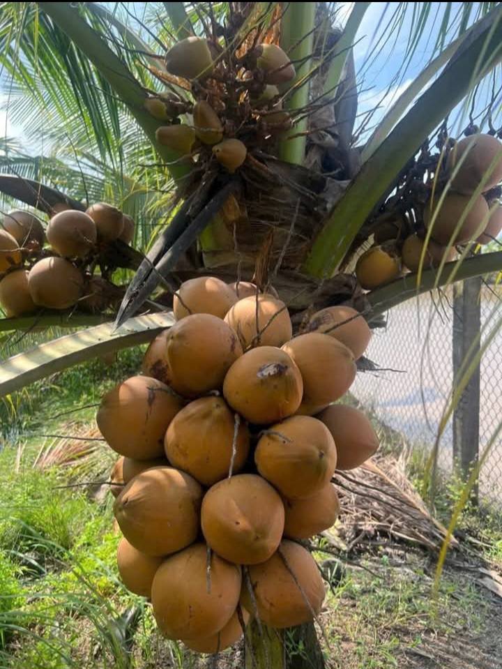 Đất vườn Nhựt Chánh, Bến Lức 980m² giá 850 triệu - Đầu tư lý tưởng!