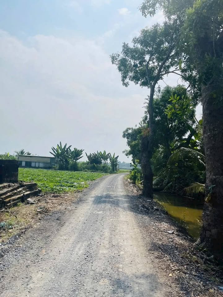 Đất nền 1000m² tại Bình Lợi, Tân Trụ - Giá chỉ 550 triệu, cơ hội đầu tư hấp dẫn!