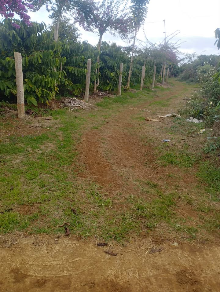 Farm 1ha Hòa Ninh giá thỏa thuận - Đất bằng, sổ đỏ chính chủ