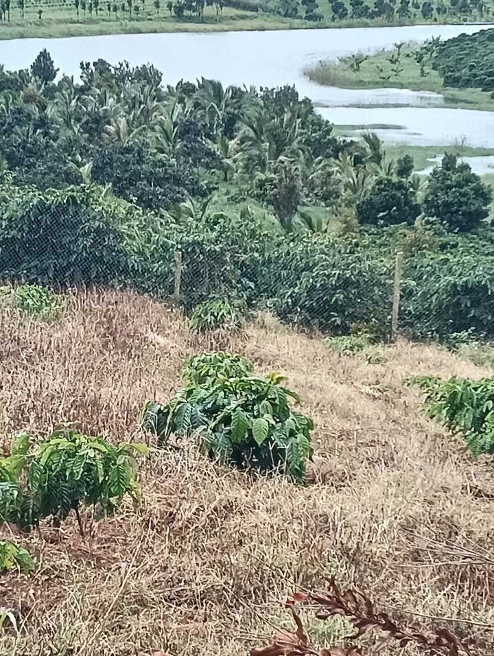 Đất nền Lâm Bô, Phúc Thọ 70000m² giá 3.2 tỷ - Sổ đỏ chính chủ, thuận lợi đầu tư!