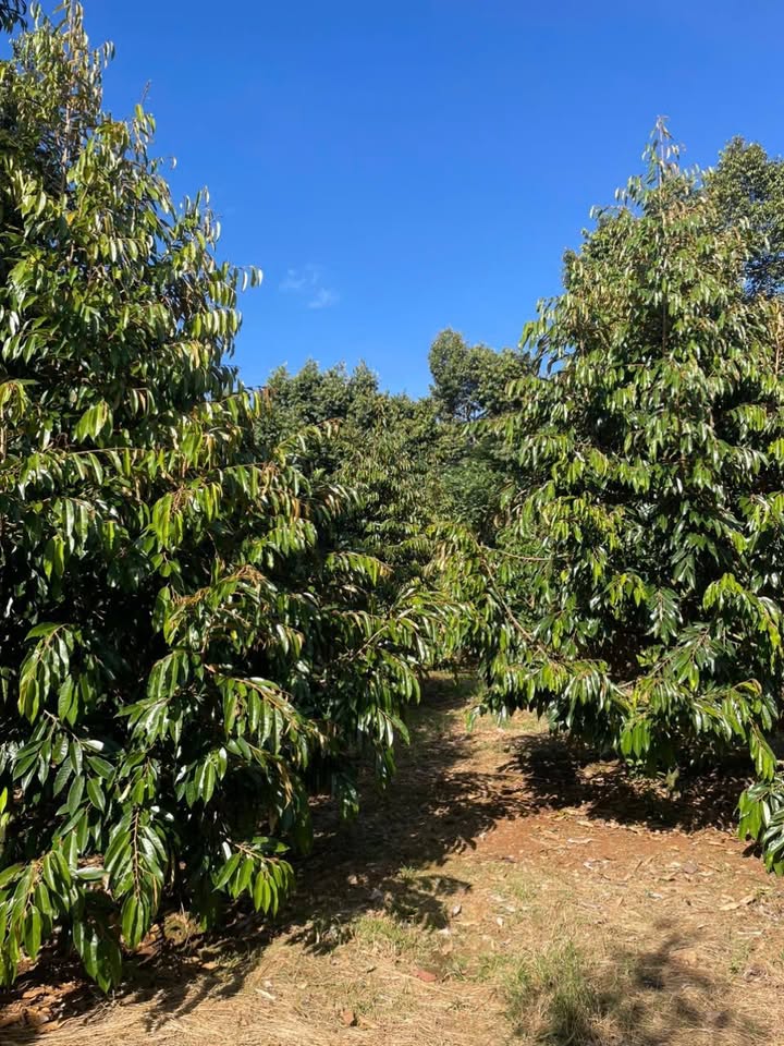 Đất sầu riêng và cà phê 4300m² tại Liên Đầm - Giá chỉ 900 triệu, đầu tư sinh lời!