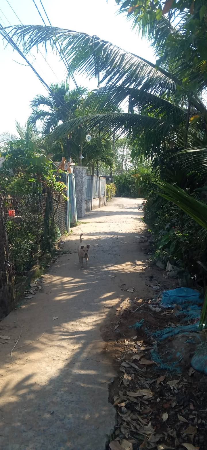 Đất thổ cư 325m² tại ấp 7 Lương Hòa, Bến Lức - Giá chỉ 1.6 tỷ, đầu tư sinh lời!