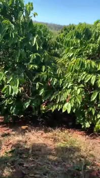 Farm 1,8ha tại xã Ia Blang, huyện Chư Sê, Gia Lai - Đang kinh doanh cà phê sinh lời!