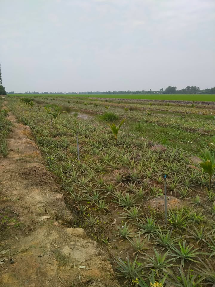 Đất mặt tiền xã Tân Phước 2, 5400m² giá 1.3 tỷ - Cơ hội đầu tư hấp dẫn!