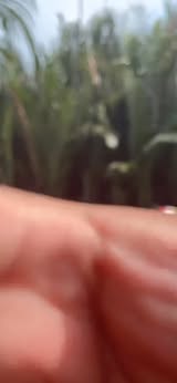 Đất ở Cẩm Thanh, Hội An 80m² giá 1.7 tỷ - Cơ hội đầu tư tuyệt vời!