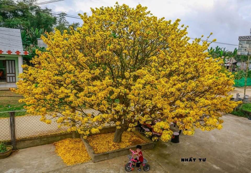 Đất nền xã Tam Quang, Núi Thành 120m² giá chỉ 4xx triệu - Cơ hội đầu tư tuyệt vời!