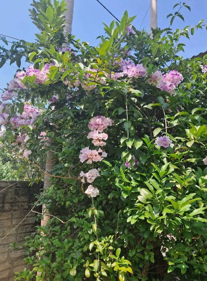 Đất thổ cư tại xã Yên Thành, huyện Yên Bình, Yên Bái 8017m² - Vị trí đắc địa, thuận tiện kinh doanh!