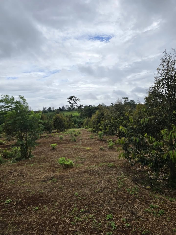 Farm 1h3 tại Thị trấn Phước An, Huyện Krông Pắc giá 600 triệu - Chính chủ cần bán gấp!