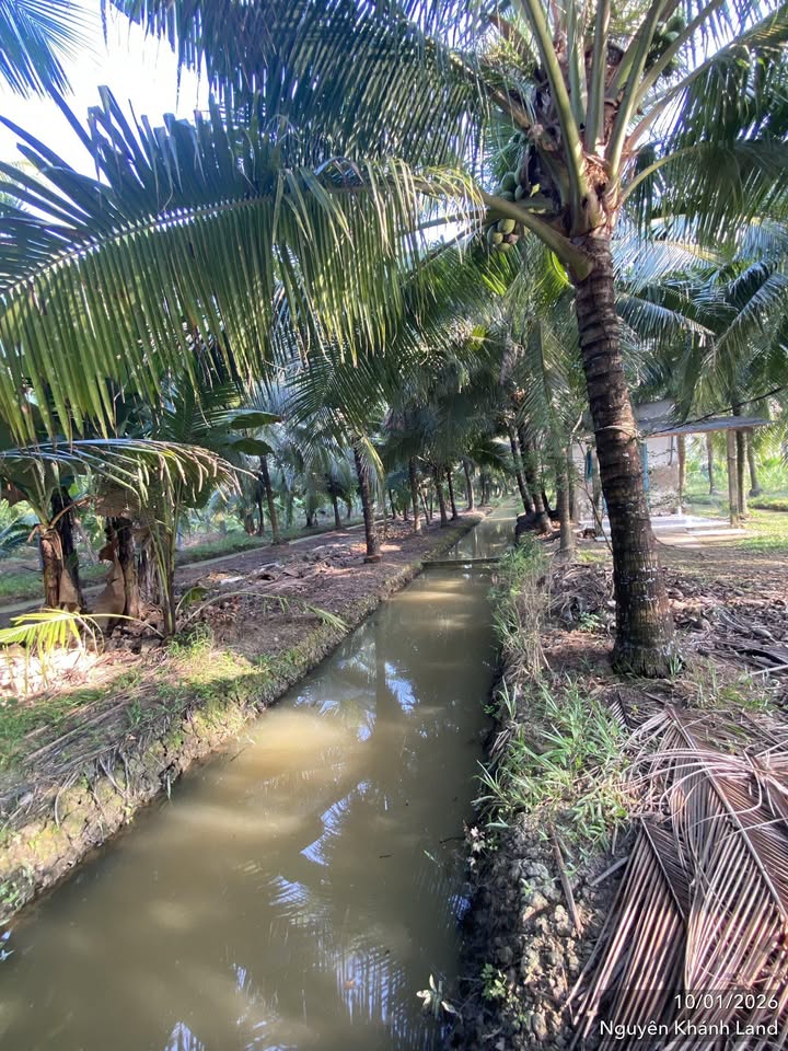 Đất vườn dừa Hữu Định, Châu Thành, Bến Tre 3600m² - Pháp lý đầy đủ, giá tốt!