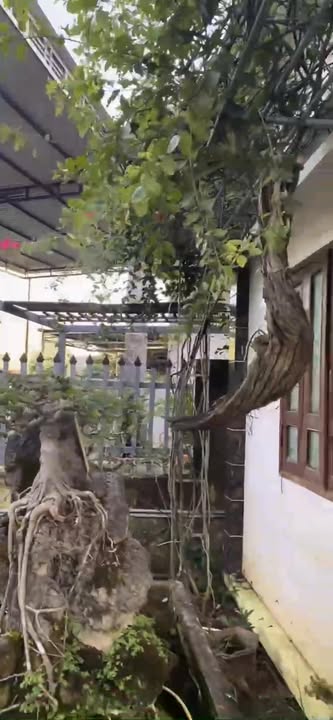 Nhà mặt tiền đường Nguyễn Du, Buôn Trấp 75m² - Vị trí đắc địa, bán gấp!