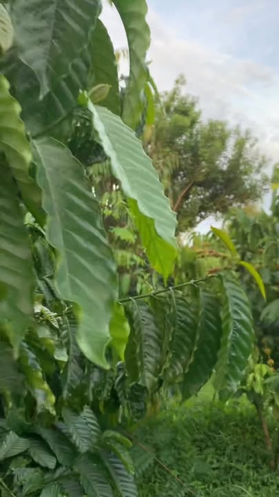 Farm rộng 38,800m² tại Ea H'đinh, Cư M'gar chỉ 2.7 tỷ - Nguồn thu ổn định!