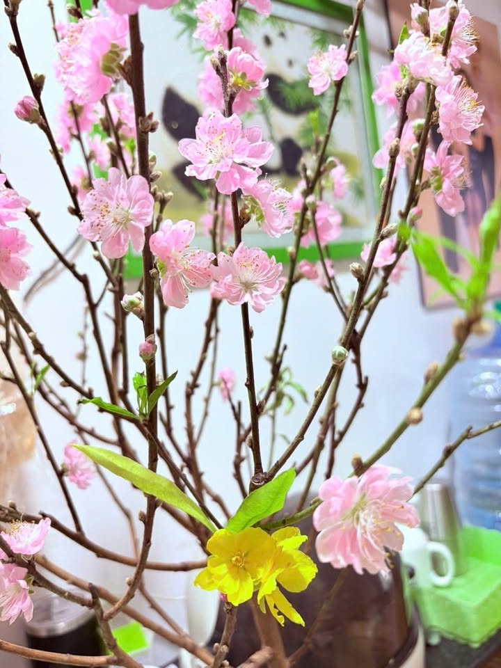 Đất nền Bầu Chuốc - Bình Sơn 200m² giá 9xx triệu - Sổ hồng sẵn, công chứng nhanh!