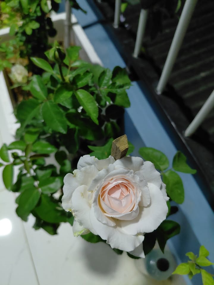 Nhà bán Vũng Tàu 196m² giá 10.3 tỷ - Vị trí đắc địa trung tâm!