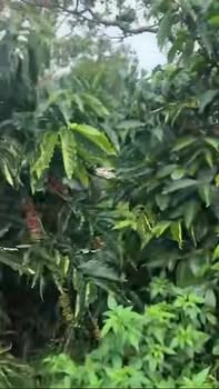 Farm Đắk Nông 1.5ha giá 2.6 tỷ - Thương lượng hấp dẫn!