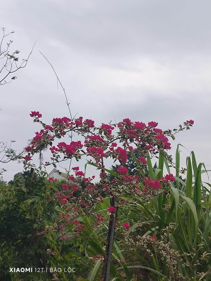 Đất thổ cư xã Lộc An, Huyện Bảo Lâm 32.000m² giá 39 tỷ - Đầu tư sinh lời ngay!