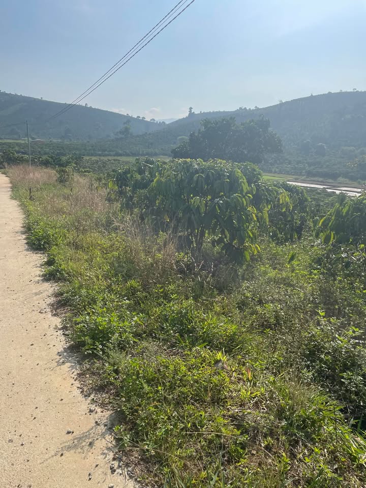 Đất nền chính chủ tại xã Phi Liêng, 200m² giá 550 triệu - Cơ hội đầu tư hấp dẫn!